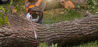 How Our Tree Care Process Works  in  Haltom City, TX