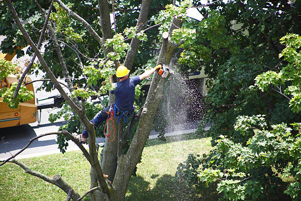 Landscape Design and Installation in Haltom City, TX