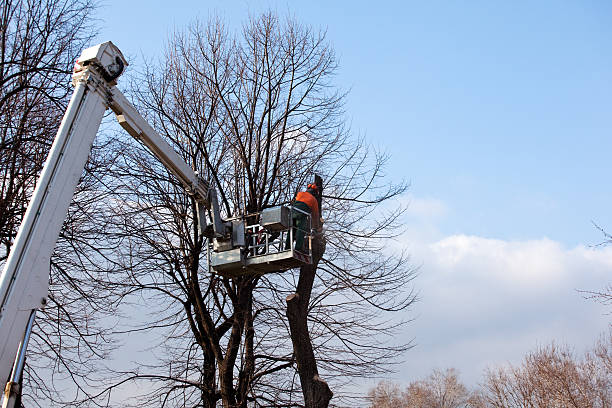 Haltom City, TX Tree Removal Services Company